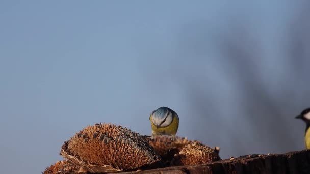 Πουλιά Στον Τροφοδότη Αρπάζοντας Ηλιόσπορους Άγρια Φύση — Αρχείο Βίντεο