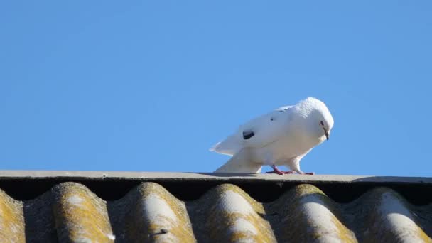 白色的鸽子在屋顶上咕噜叫 和平的小鸟 — 图库视频影像