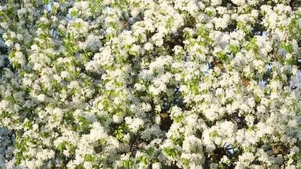 Árbol Bellamente Floreciendo Balancea Viento Vida Silvestre Primavera — Vídeos de Stock