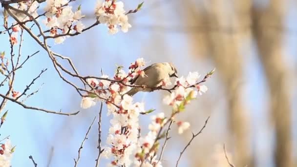 Воробей Сидит Цветущей Ветви Ест Пыльцу Дикую Природу Весну — стоковое видео