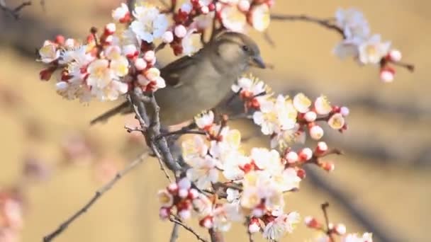 麻雀坐在开花的枝头上 野生动植物 — 图库视频影像