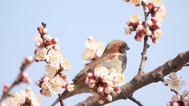 在阳光灿烂的日子里 麻雀坐在开花的枝头上 野生动植物 — 图库视频影像