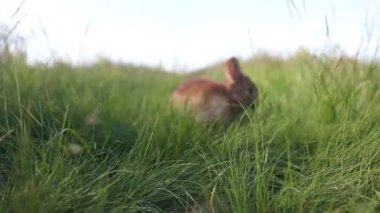 Yay otlarının arasında gri tavşan, hayvanlar bebek, Paskalya