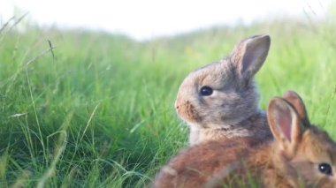 Yay otlarının arasında gri tavşanlar, yakın plan, hayvanlar bebek, Paskalya