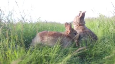 Bahar otlarının arasında gri tavşanlar, hayvanlar bebeğim, Paskalya