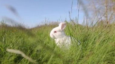 Beyaz tavşan bahar otlarının arasında, hayvanlar bebek, paskalya