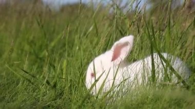 Beyaz tavşan pençelerini bahar otlarının arasında temizler, hayvanlar bebeğim, paskalya