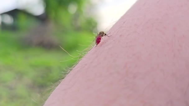 Mücke Trinkt Blut Von Einem Menschen Und Fliegt Davon Krankheit — Stockvideo
