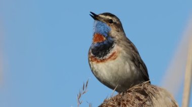 beautiful bird, bluethroat sings a song, close-up, wildlife, bird sounds