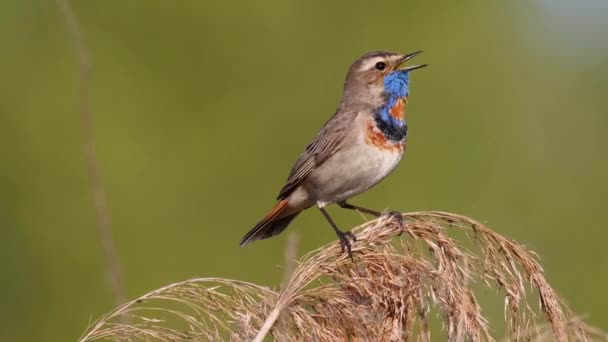 Beautiful Bird Bluethroat Sings Song Wildlife Bird Sounds — Wideo stockowe
