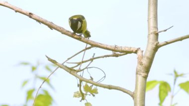 bird eats butterfly pupa on a branch slow motion, wild nature