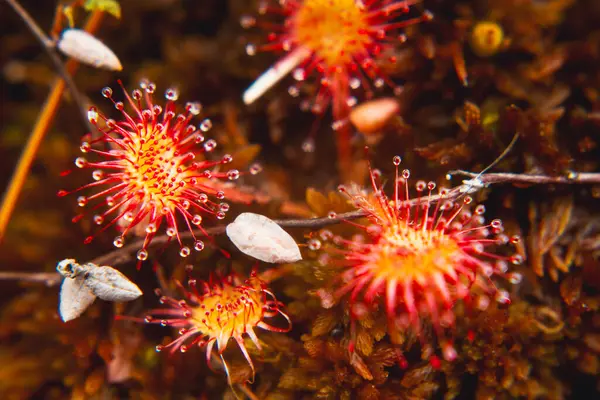 stock image sundew, carnivorous plant, close-up view from above, wild nature