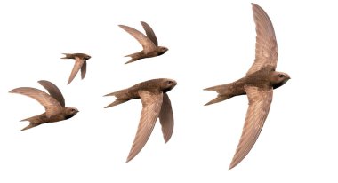 Uçan kırlangıçlar sürüsü beyaz, vahşi doğa, zarif uçuş