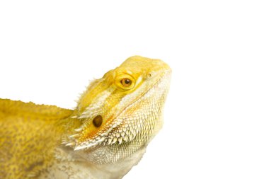 dragon lizard isolated on white background, reptiles clipart