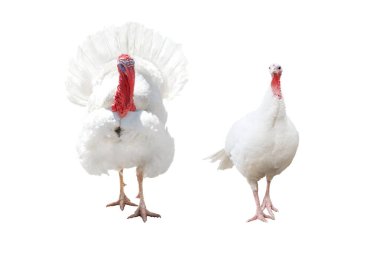 Şükran Günü 'nde beyaz tenli bir hindi.