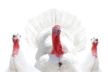 Şükran Günü 'nde bembeyaz hindili hatunlar.