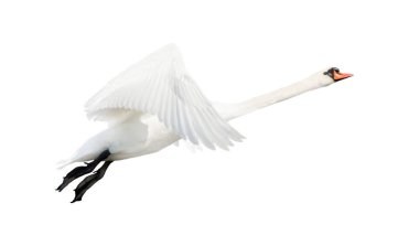 swan taking off isolated on white, bird, freedom, peace clipart