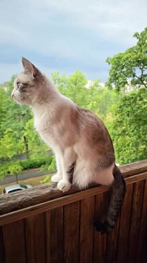 Kedi tırabzanda oturur ve sonra atlar, yavaş çekimde, evcil hayvanlar