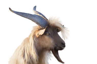 Büyük boynuzlu keçi, beyaz arka planda izole edilmiş yakın plan portre, hayvan, din, çiftlik