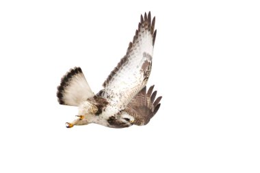 Yırtıcı kuş, pürüzlü bacaklı şahin uçuyor beyaz, avcı, özgürlük