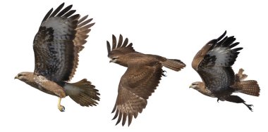 Yırtıcı kuş, akbaba uçuşu anları beyaz, avcı, özgürlük