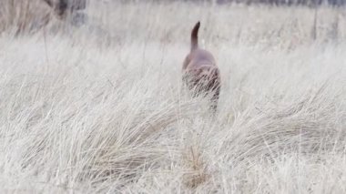 Köpek uzun otların, hayvanların, evcil hayvanların arasında koşar.