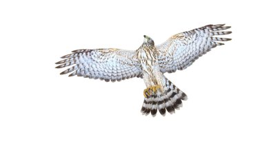 Atmaca beyaz arka planda izole edildi, yırtıcı, hızlı uçuş