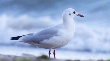 Martı dalgaların arka planına karşı kıyıda duruyor, dinleniyor.