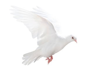 Beyaz arka planda izole edilmiş barış güvercini, sembolü
