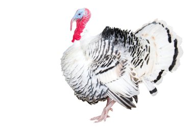 Beyaz arka planda izole edilmiş güzel hindi, tatiller