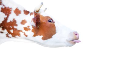 Beyaz arka planda, tarlada, sütte asılı duran dilli bir inek.