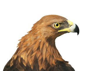 beyaz arka planda kartal, kuşlar