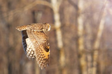 Orman kışı arasında uçan baykuş, hayvanlar