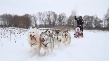 Baba-kız köpek kızağı, Husky, kış aktiviteleri, tatiller...