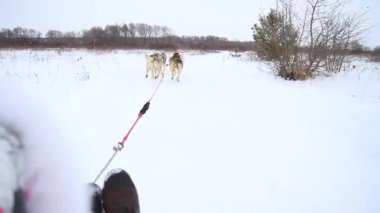 Kar altında hızla kayan köpek kızağı. Dikiz aynasından, kış aktivitelerinden, tatillerden.