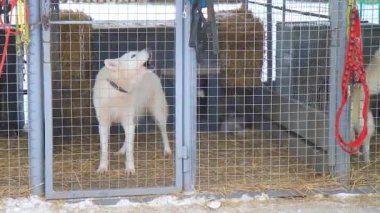 Huskiler çevrelerinde uluyor, kış aktiviteleri, tatiller