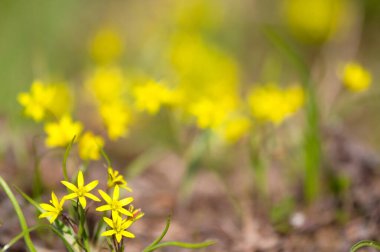 Bahar sarısı çiçekler açtı, bitkiler.