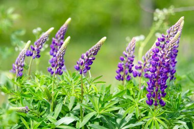 Bahar mevsimi, bahar yeşillikleri arasında mor lupinler