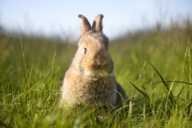 Çayırdaki güzel tavşan, yavru hayvanlar, Paskalya