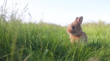 Küçük sevimli tavşancık, Paskalya havası, bahar yeşili çimenlerin arasında, kamera objeden uzaklaşır, yavru hayvanlar, Paskalya
