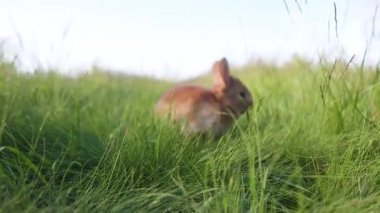 Küçük şirin tavşancık, Paskalya havası, bahar yeşili çimlerin arasında, yavru hayvanlar, Paskalya