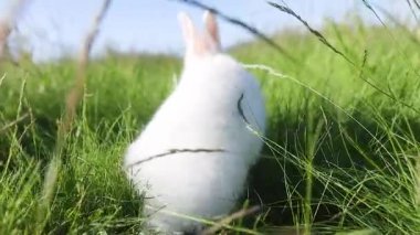 Küçük beyaz tavşan, Paskalya havası, bahar yeşil çimenlerin arasında zıplamak yavaş çekim, yavru hayvanlar, Paskalya
