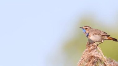 Güzel bahar kuşu, Bluethroat sabahın erken saatlerinde bir şarkı söyler, vahşi yaşam.