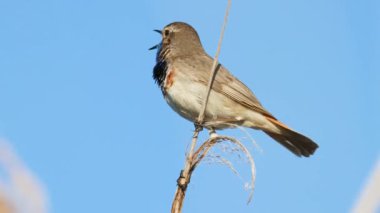 Güzel bahar kuşu, Bluethroat bir şarkı söylüyor, vahşi yaşam