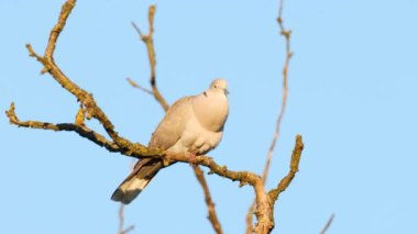 Avrasyalı yakalı güvercin sabahın erken saatlerinde çok güzel şarkı söyler, vahşi yaşam
