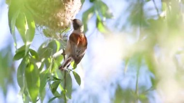 bird,penduline tit weaves its nest on a spring morning , birds