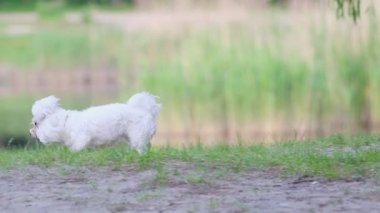 Kıvırcık beyaz köpek gölün kıyısında koşar, hayvanlar, evcil hayvanlar