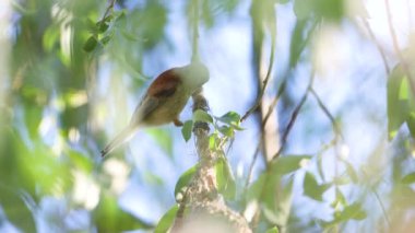 penduline tit weaves its nest in the spring , birds