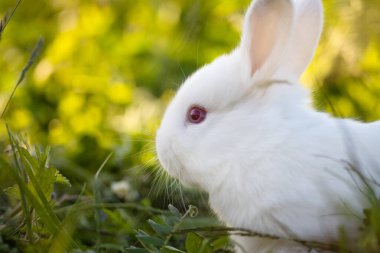 Beyaz tavşan yeşil çimenlerde oturuyor, tatiller, ilkbahar, renkli