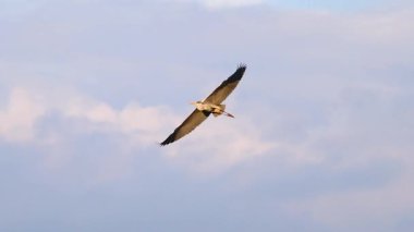 Gri balıkçıl sıcak günbatımı ışınlarında yavaş çekimde uçuyor, vahşi yaşam kuşu.